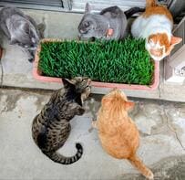 猫草を囲う保護猫を「AIで擬人化」したら　まさかの光景に衝撃&爆笑