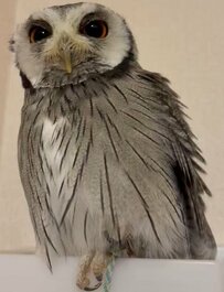 【まったりフクロウ】気持ちよさそうな頭かき！お気に入りの場所でリラックスする様子が癒されると話題