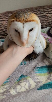 【しぶしぶ付き合うフクロウ】飼い主さんに遊ばれて不満げなお顔がキュートすぎる！