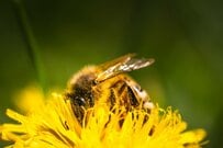 【約10万いいね】ミツバチの後ろ姿に思わず二度見　アニメみたいな姿に「待ち受けにしたい」