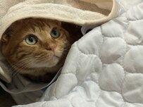 侵入防止の「トゲトゲ対策」が逆効果　体に纏っておもちゃにして遊ぶ猫のユニークな光景が最高