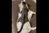 ママ犬ハスキーにまたがる保護猫　表情から伝わる幸せにホッコリ