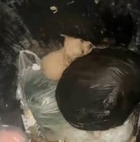 【ゴミ箱に捨てられていた】2匹の子犬を保護　親切な人のもとで育てられながら新しい飼い主を探すことに