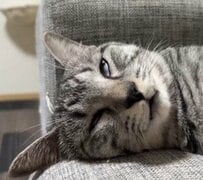 「多分、夢見てる」熟睡中の猫の口元を見ると…『まさかの動き』に爆笑の声