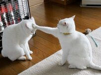 ポチッ！猫スイッチオン！じゃれ合う二匹の猫ちゃんの様子にほっこり「スイッチ押しちゃったよね」