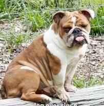 人里離れた農場で座っていた犬　飼い主探すも現れず…待ち受けていた幸せな結末に感動