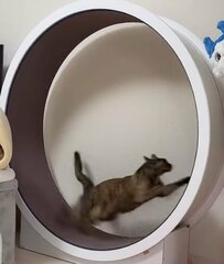  「まるでチーター」おっとり系の猫ちゃんが見せる”本気の走り”にSNS中が騒然「すごい迫力」「大爆走」