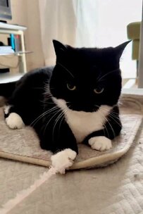 【まさかの展開に固まる…】おもちゃを奪われた猫ちゃんの“ポカン顔”が可愛すぎると話題