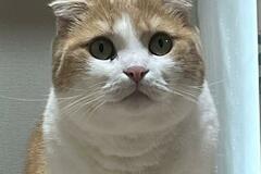 完全に力士な猫の姿に爆笑の声　わがままボディにメロメロ！犬＆猫の入手予算についても解説