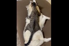 ママ犬ハスキーにまたがる保護猫　表情から伝わる幸せにホッコリ