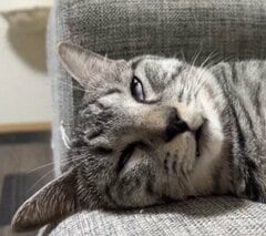 「多分、夢見てる」熟睡中の猫の口元を見ると…『まさかの動き』に爆笑の声