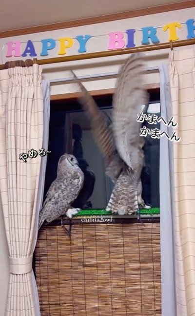 投稿動画のワンシーン