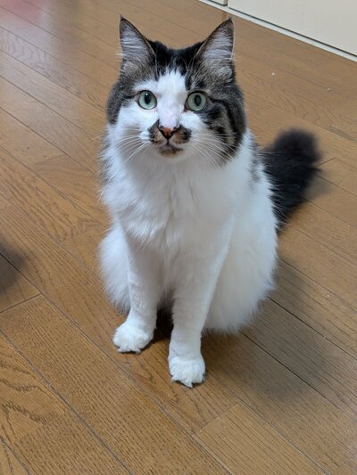 成長後のリクちゃん
