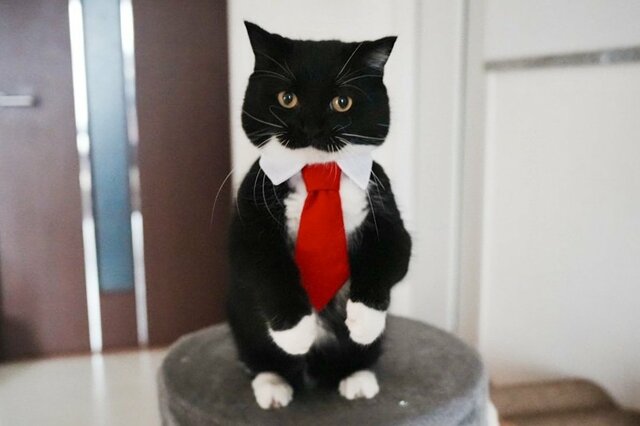 ネクタイをしてきっちり決める猫ちゃん　リラックスした姿がかわいすぎる…