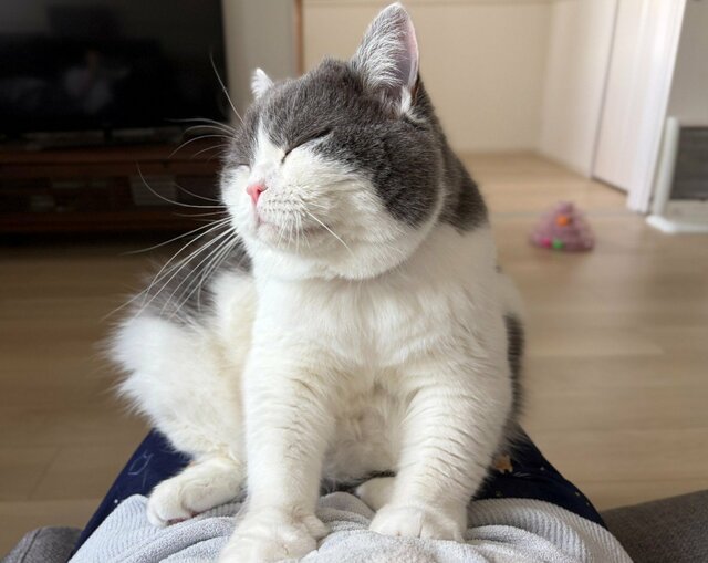 画面が見えない…！飼い主に構ってほしい猫の「無言の圧力」に笑ってしまう