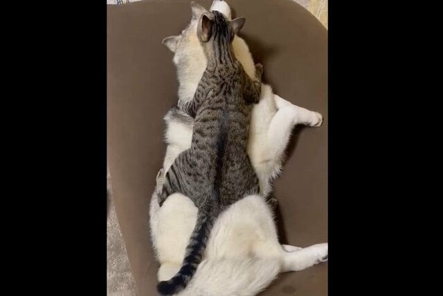 ママ犬ハスキーにまたがる保護猫　表情から伝わる幸せにホッコリ
