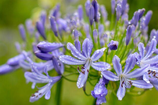 植えっぱなしで毎年《梅雨に美しい花が咲く》湿気に強くローメンテな多年草3選！日陰に強い植物も