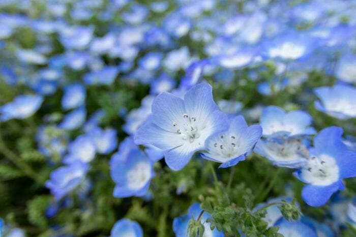 ネモフィラの花が咲いている。色はパステルブルー