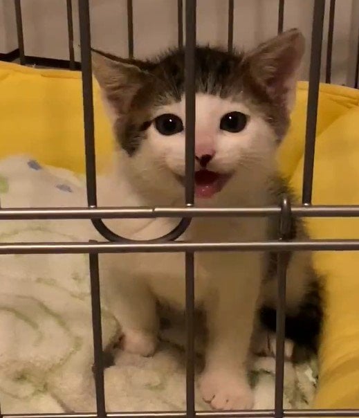 子猫