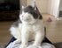 画面が見えない…！飼い主に構ってほしい猫の「無言の圧力」に笑ってしまう
