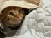 侵入防止の「トゲトゲ対策」が逆効果　体に纏っておもちゃにして遊ぶ猫のユニークな光景が最高
