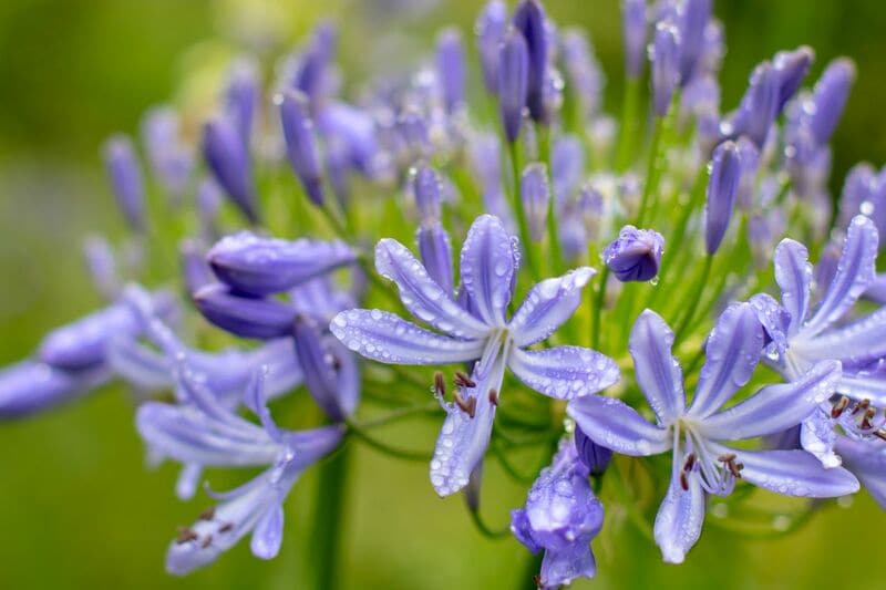 植えっぱなしで毎年《梅雨に美しい花が咲く》湿気に強くローメンテな多年草3選！日陰に強い植物も