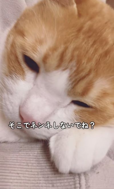 出所：＠miko_nekoneko