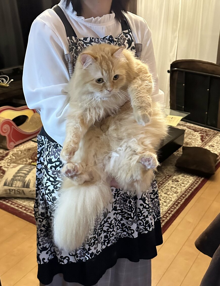 出所：@NEKOLAND13