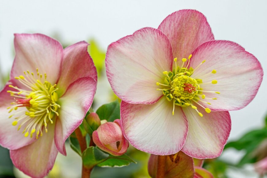 nnattalli/shutterstock.com