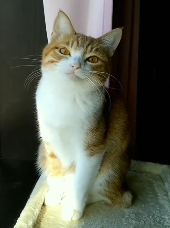 出所：@mero627puri914