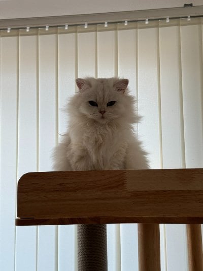 出所：@momosuikitty