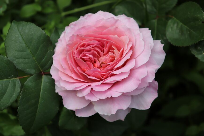 Galina Bolshakova 69/shutterstock.com