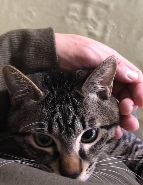 出所：@00shitemita