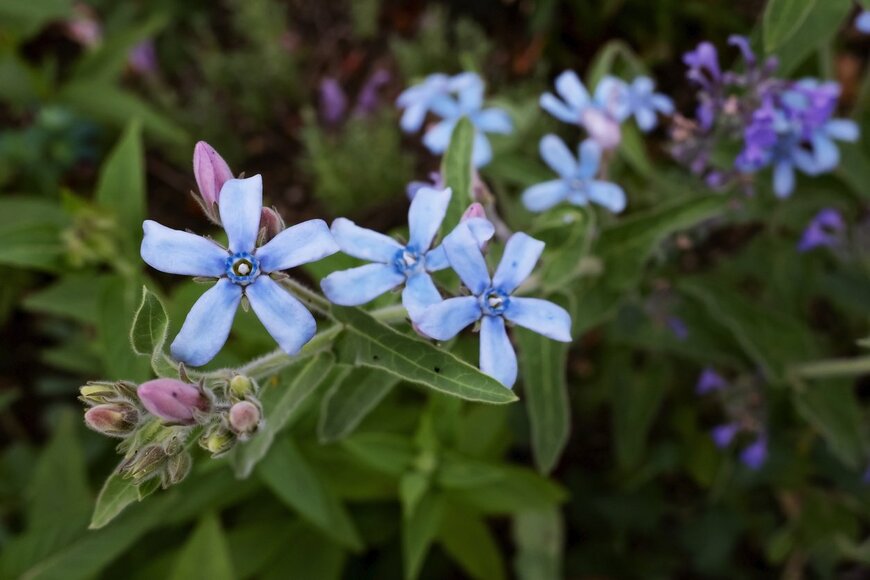 ブルースター（naotoshinkai/istock.com）