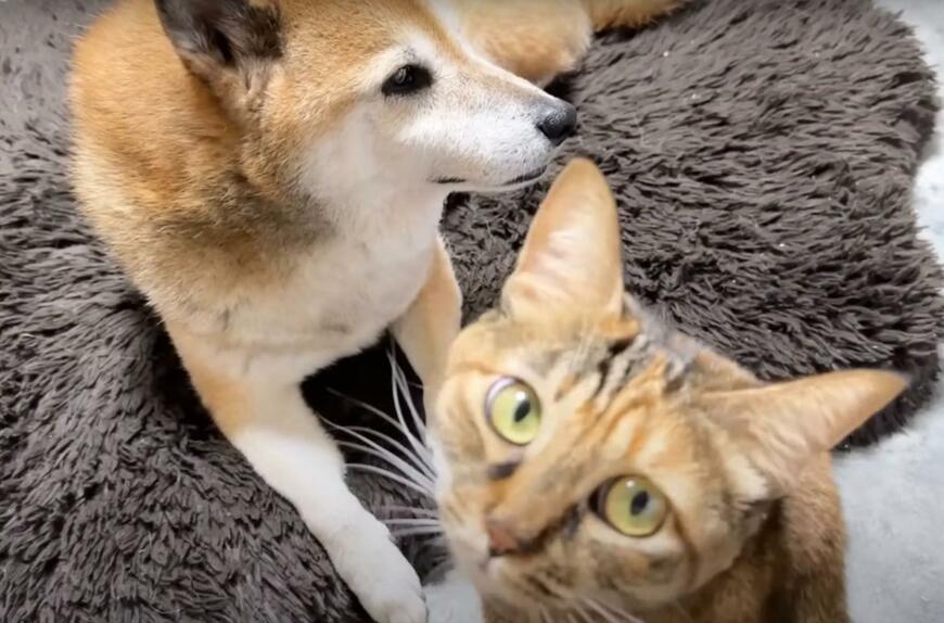 「全員集合～！」柴犬と仲良しの猫ちゃん達　リビングに大集合する様子にホッコリする人が続出中！