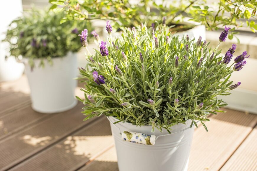 Ania K/Shutterstock.com