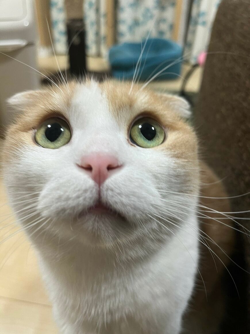 出所：@torotolo106106