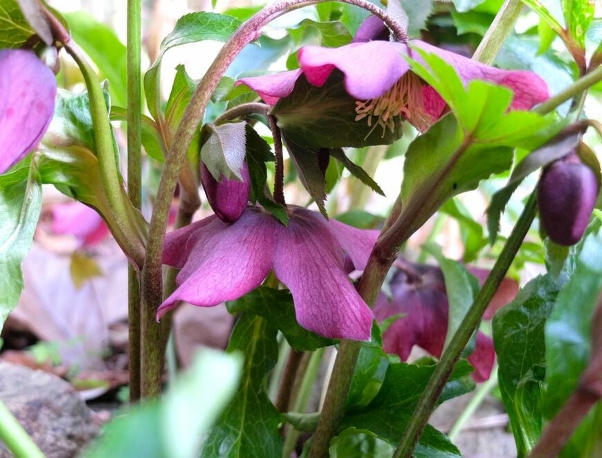 LIMOガーデニング部撮影／クリスマスローズ