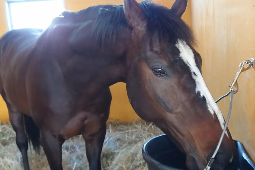 出所：Yogiboヴェルサイユリゾートファーム