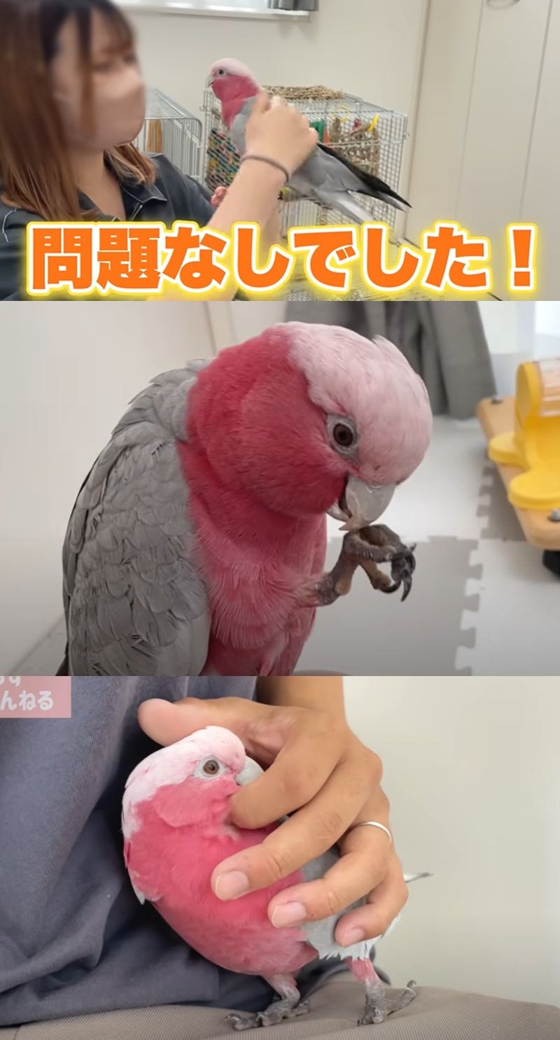 出所：@anz_omomiri