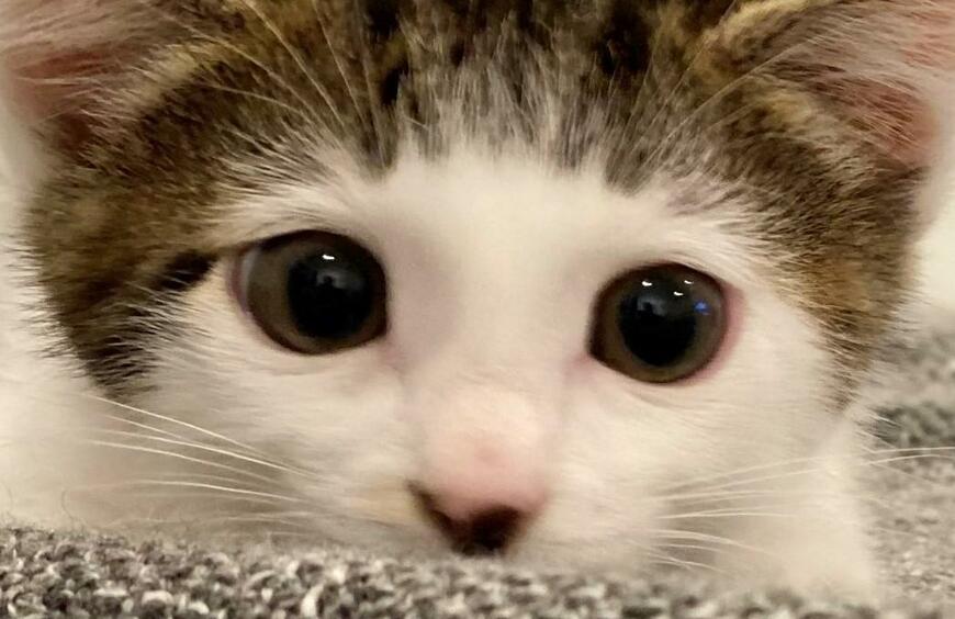 出所：@Saeroyi_cat