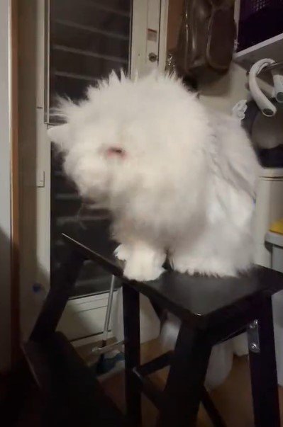 出所：@NEKOLAND13