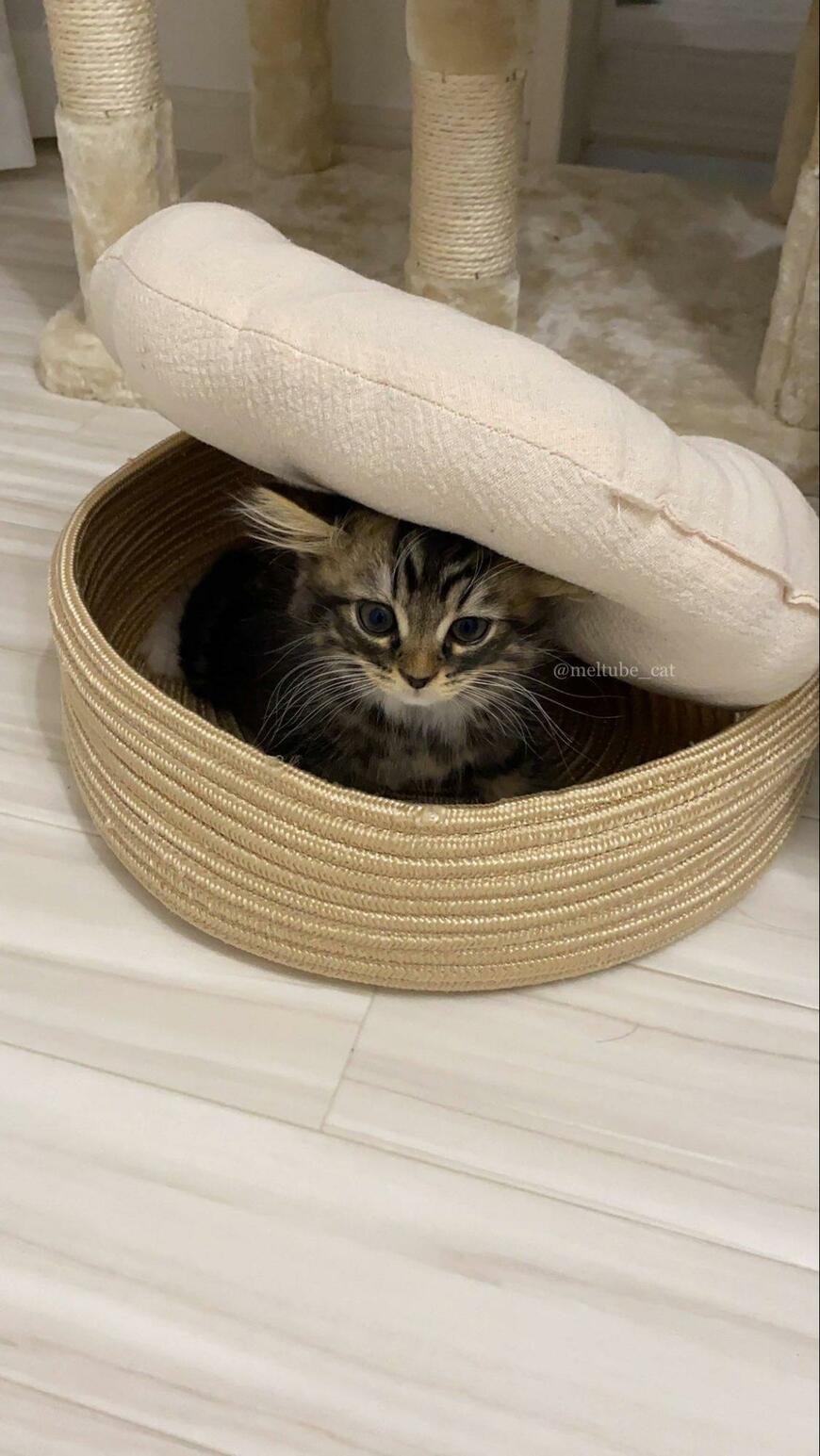 出所：@meltube_cat