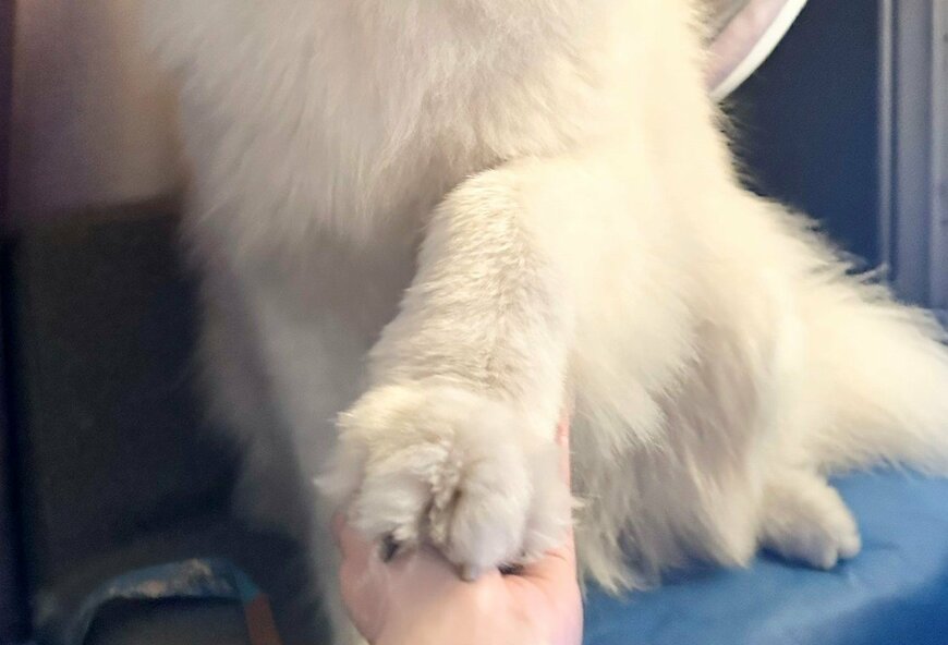 出所：@samoedsoran