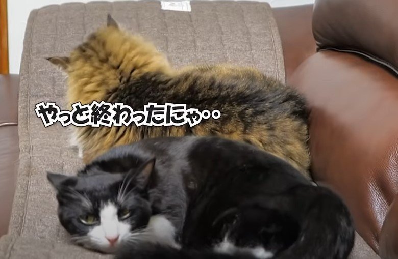 出所：@Pastel Cat World