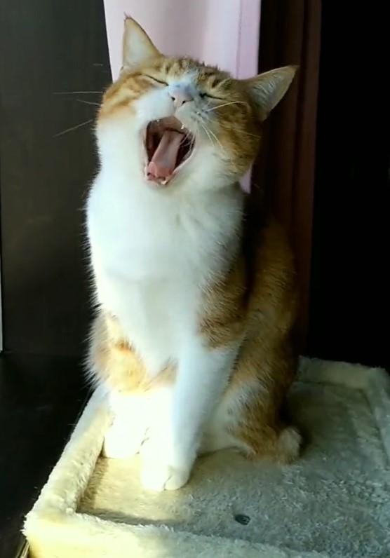 出所：@mero627puri914