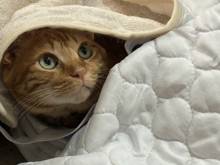 侵入防止の「トゲトゲ対策」が逆効果　体に纏っておもちゃにして遊ぶ猫のユニークな光景が最高