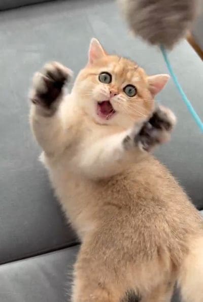 出所：@momosuikitty