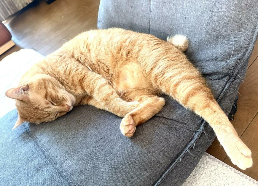 猫ちゃん、足はみ出てるよ！　座椅子で寝るのはちょっと狭そう　広いベッドでも寝てみた