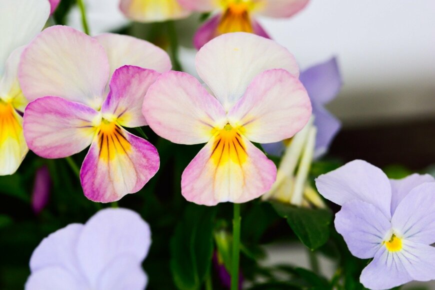 パンジー　_maeterlinck_/istockphoto.com